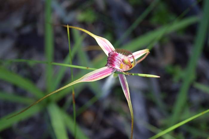 Caladenia - Orchid-Badgingarra-Vern-Westbrook-walk-Sep-2018p0010.JPG